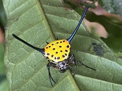 Gasteracantha dalyi