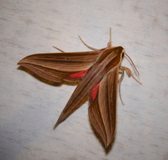 Xylophanes neoptolemus