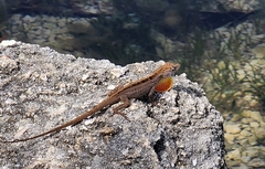 Anolis sagrei sagrei