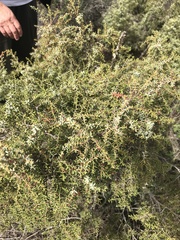 Juniperus navicularis