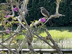 Mimus polyglottos image