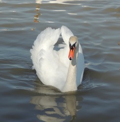 Cygnus olor