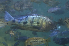 Fossorochromis rostratus