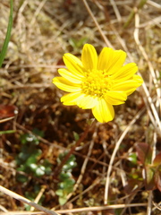 Tephroseris newcombei