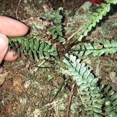 Asplenium pifongiae
