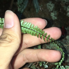 Asplenium pifongiae