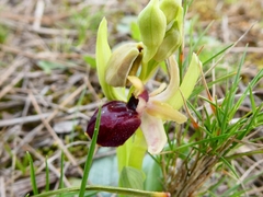 Ophrys exaltata