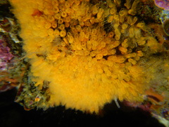 Pycnoclavella