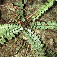 Asplenium pifongiae