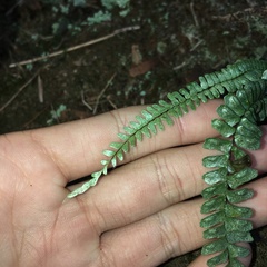 Asplenium pifongiae