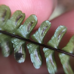 Asplenium pifongiae