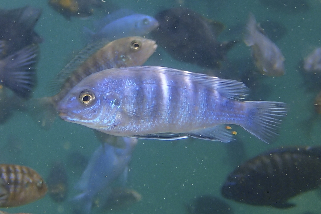 Freiberg's mbuna (Labidochromis freibergi) — Cichlidae