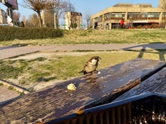 Passer domesticus