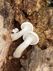 Clitocybe truncicola