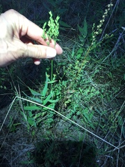 Hypericum gymnanthum