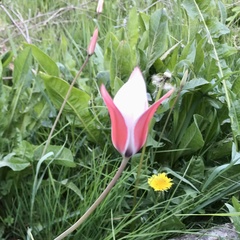 Tulipa clusiana