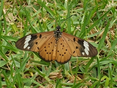 Acraea encedon