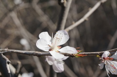 Prunus davidiana