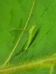 Cloeon bengalense