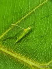 Cloeon bengalense