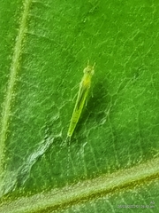 Cloeon bengalense