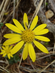 Tephroseris newcombei