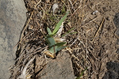 Iris dichotoma