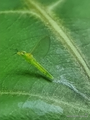 Cloeon bengalense