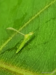 Cloeon bengalense