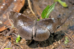 Laringa horsfieldii