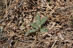 Rehmannia glutinosa