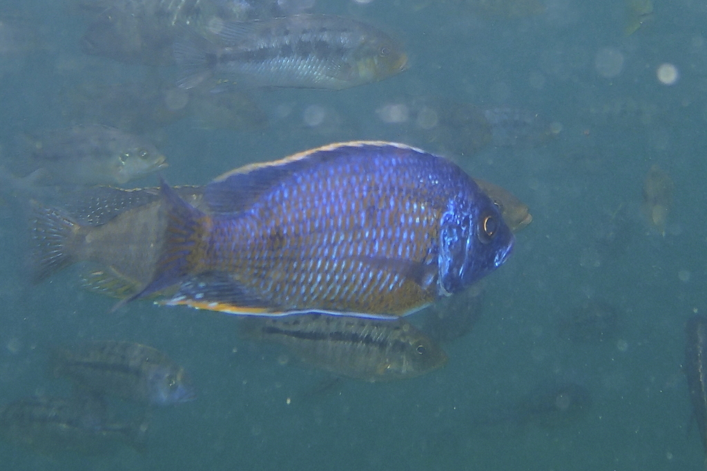 Haplochromis borleyi redfin (Copadichromis borleyi) — Cichlidae