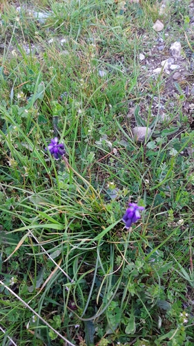 Muscari neglectum