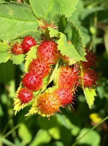 Spiny Leaf Gall Wasp