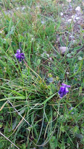 Muscari neglectum