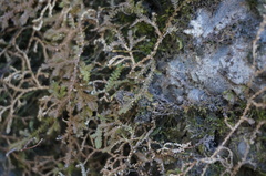 Selaginella sinensis