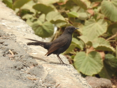 Cercotrichas podobe