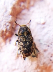 Hylesinus