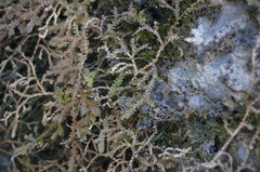 Selaginella sinensis