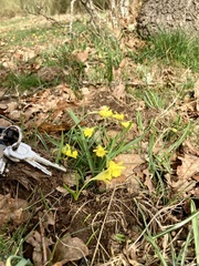 Narcissus minor asturiensis