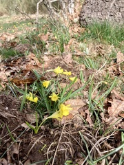 Narcissus minor asturiensis