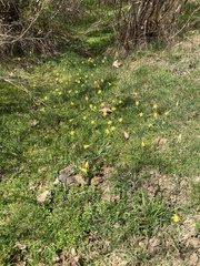 Narcissus minor asturiensis
