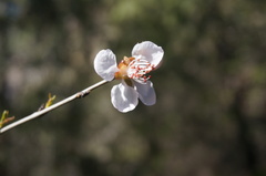 Prunus davidiana