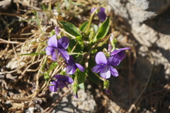 Viola prionantha