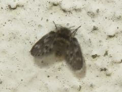 Pneumia trivialis