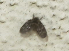 Pneumia trivialis