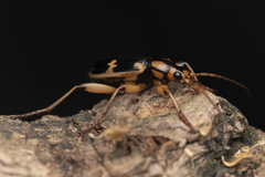 Pheropsophus javanus