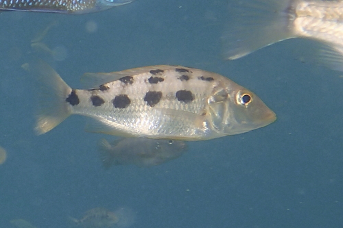 Malawi sanddiver (Fossorochromis rostratus) — Cichlidae — 3