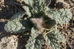Rehmannia glutinosa