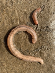 Leptosynapta